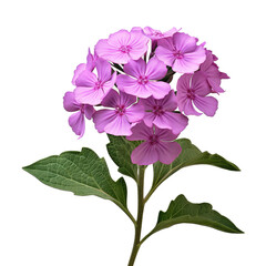 Blossoming Herb Verbena on White or PNG Transparent Background.