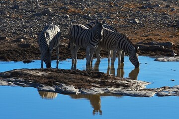 Steppenzebras (Equus quagga) am Wasserloch Halali im Etoscha Nationalpark in Namibia. 