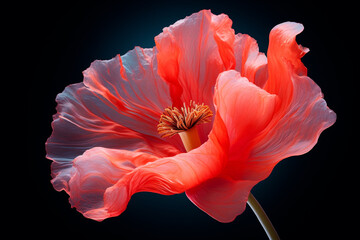 a delicate poppy flowered on a black background. Remembrance Day, Armistice Day, and Anzac day symbol - obrazy, fototapety, plakaty