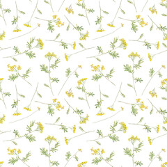 Seamless pattern watercolor common tansy. Yellow field flowers. Hand drawn illustration isolated background. Wallpaper with botanical medicinal wildflowers - obrazy, fototapety, plakaty