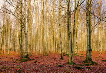 Obraz premium waterfalls, Jeseníky Mountains, Czech Republic, autumn, landscape, trees, forest, water, nature