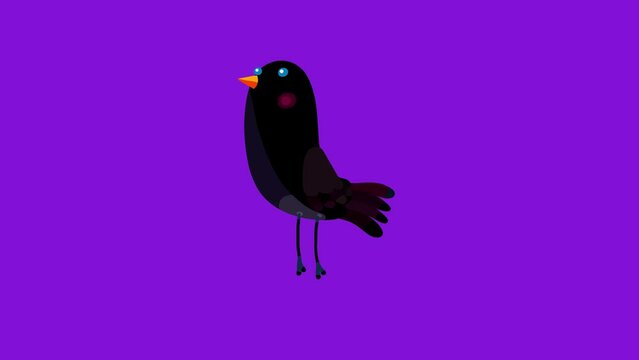 Ousel bird black cartoon animation character jumping isolated. Blinking eyes seamless loop behaviour.
