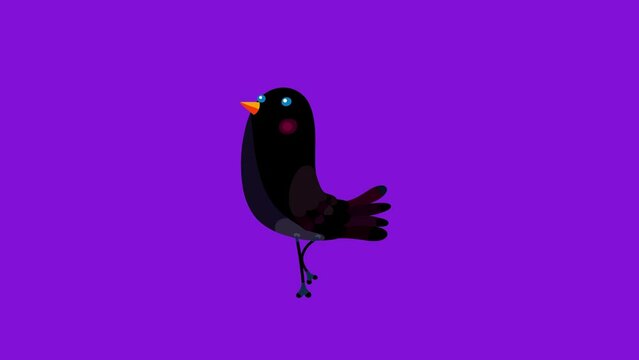 Ouzel bird black cartoon animation character isolated start walking. Animated bird character moves serie.