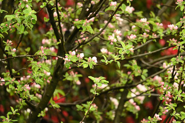 Fruit tree with flowers