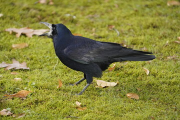 
Rook (Corvus frugilegus) eating Quercus rubra fruit. Hanover, Germany.
