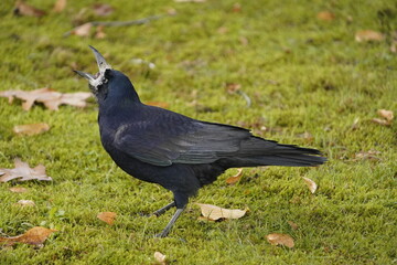 
Rook (Corvus frugilegus) eating Quercus rubra fruit. Hanover, Germany.
