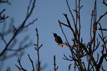 Probably a starling on a walnut branch