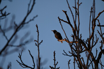 Probably a starling on a walnut branch
