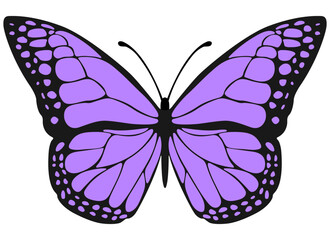 Monarch butterfly. Hand drawn vector illustration. Tropical elegant butterfly with colorful wings isolated on white background.