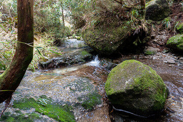 Water place at Shikanosawa Hut on Yakushima Island