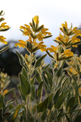 Fototapeta na wymiar Phlomis Armenia. Yellow flowers in summer.