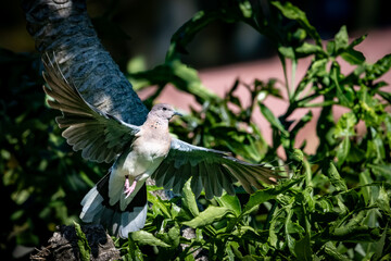 Laughing Dove (Rooiborsduifie) (Spilopelia senegalensis) in Menlo Park, Pretoria