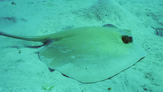 Close-up of Сowtail Weralli stingray (Pastinachus sephen) digs sand on seabed then swims away, Slow motion