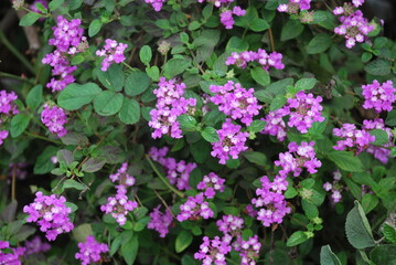 pink flowers in the garden