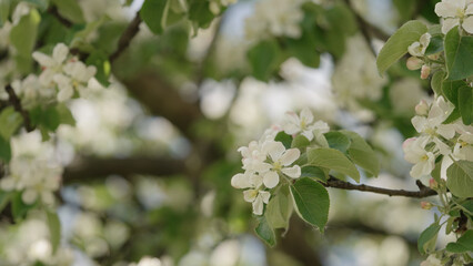 Spring tender apple flowers closeup shot
