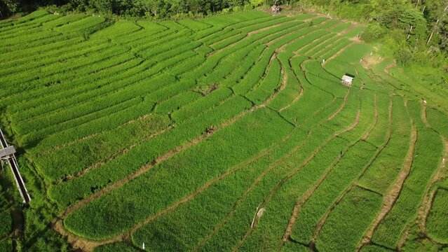The drone moves backwards, showing an aerial view of green rice fields, a unique rice field map in Indonesia.
