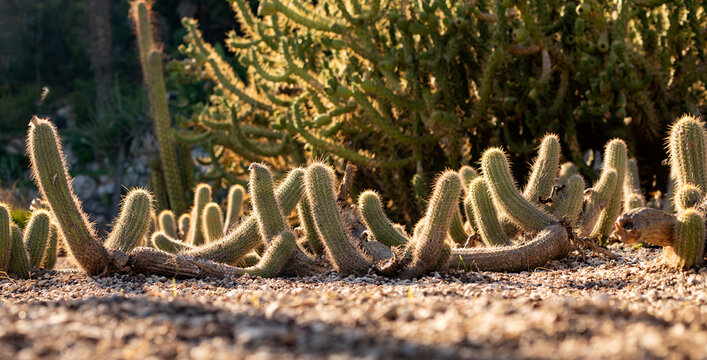 Lots of green cacti macro