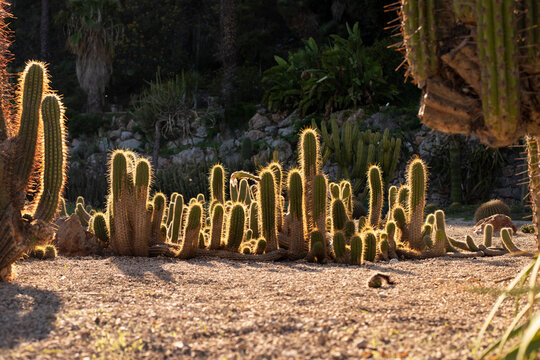 Beautiful cactus bushes. Garden with cacti