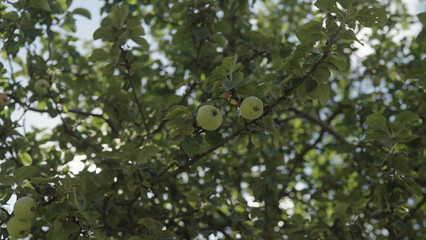 green apples on apple tree with sun peeking through leaves