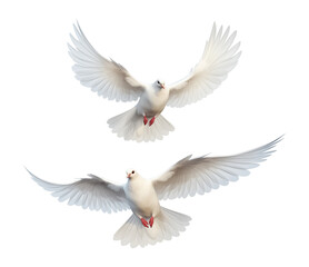 Two Dove Flying Isolated on Transparent Background
