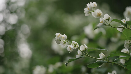 shot of jasmine flowers after rain