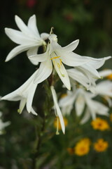 white and yellow flower