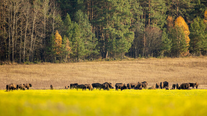 European bison - Bison bonasus in the Knyszyńska Forest (Poland)