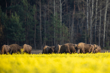European bison - Bison bonasus in the Knyszyńska Forest (Poland)