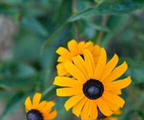 Rudbeckia plants, the Asteraceae yellow and brown flowers. Black brown -eyed Susan flowers. The starry flowers of these robust, long-flowering plants can shine in borders, summer bedding, containers