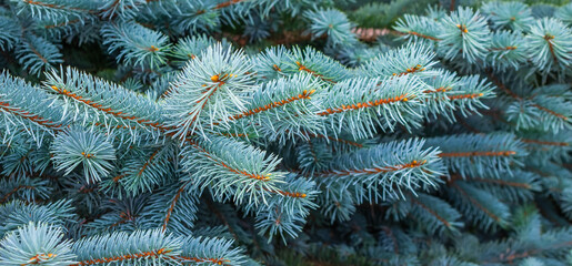 Naklejka na ściany i meble blue spruce branches with visible details. background
