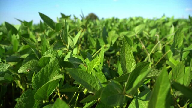 Soybean crops in field, soya bean growing on plantation. Soy bean plant in sunny field. 4k video.