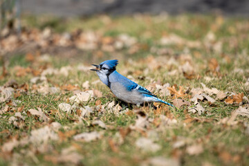 Obraz premium A Blue jay foraging on dried leaves grass.