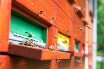 Obraz na płótnie Canvas bees in the beehive