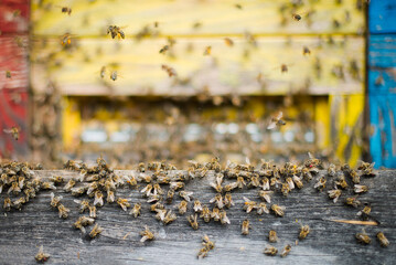 bees in the beehive