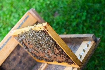 bees in the beehive