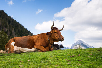 cow in the mountains