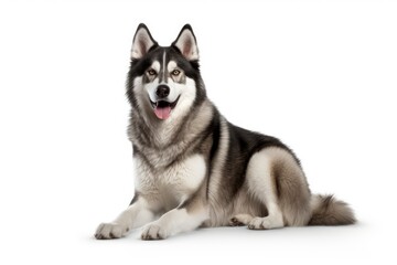 Fototapeta premium Siberian Huskie cute dog isolated on white background