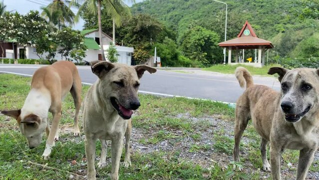 Pran buri, Thailand - Group of stray dogs standing outdoor near street with mountain view background