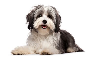 Havanese cute dog isolated on white background