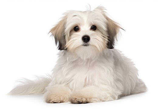 Havanese cute dog isolated on white background