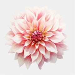 watercolor dahlia flowers illustration on a white background. - obrazy, fototapety, plakaty