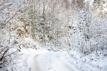 Fototapeta na wymiar winter forest landscape in the morning