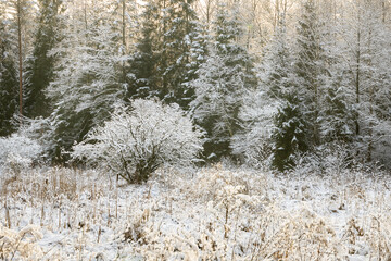 winter forest landscape in the morning