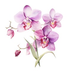 watercolor orchid flowers illustration on a white background.