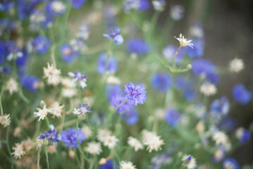 flowers in the field