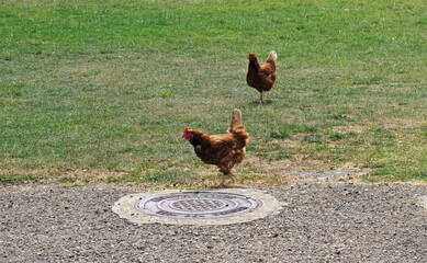 Chickens walking around a manhole cover.  