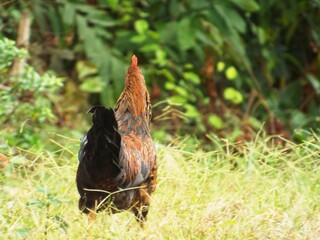 Rooster with a red comb standing in a field of tall grass