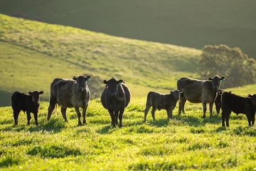 Fototapete Rund australian farming landscape in springtime with angus and murray grey cows growing beef cattle © Phoebe