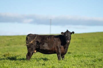 australian farming landscape in springtime with angus and murray grey cows growing beef cattle