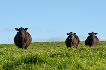 Australian cows grazing in a field on pasture. close up of a white murray grey cow eating grass in...